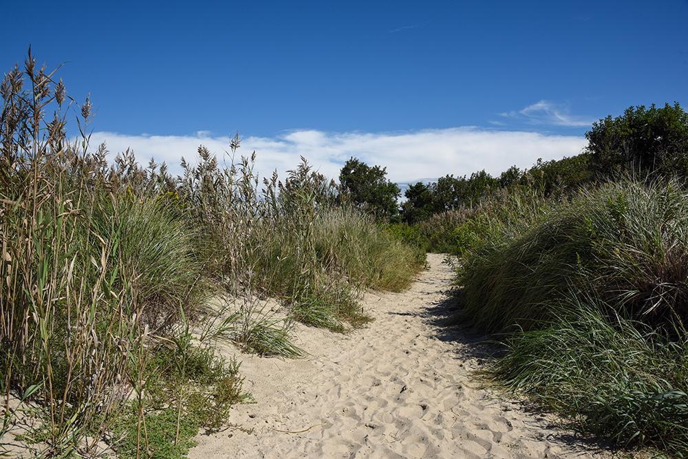 Higbee Beach Wildlife Management Area - Cape May Experiences and 