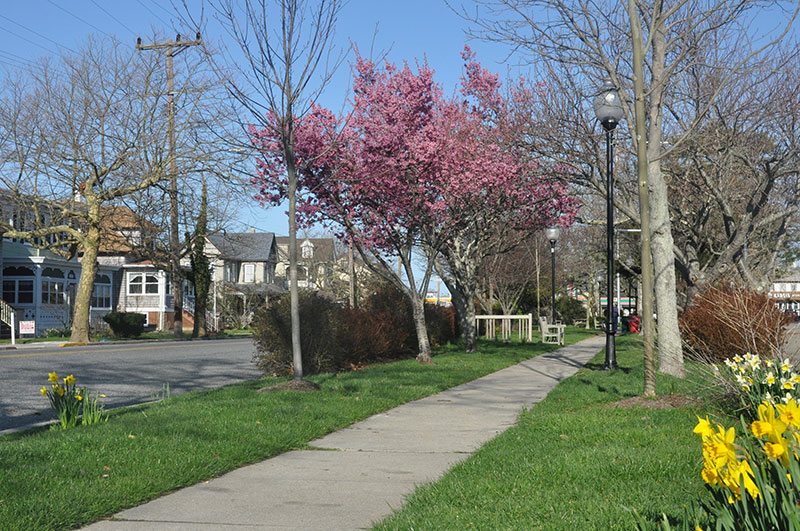 Wilbraham Park Cape May Experiences and Activities