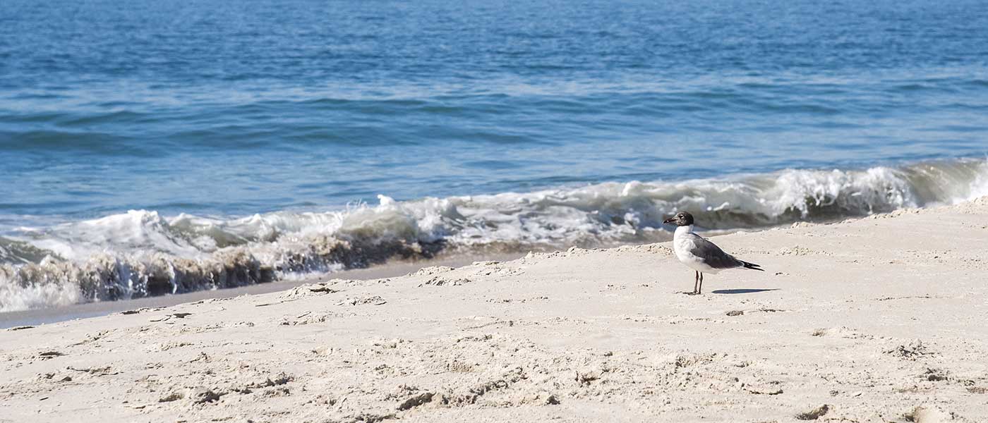 A gull near the waterline